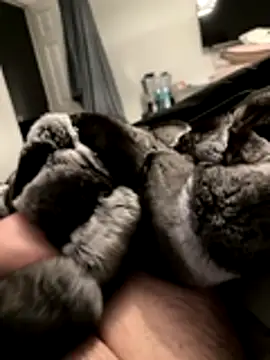 Snapshot of Furdale chatting on November 18, 5:17 pm Furdale online show from November 18, 5:17 pm