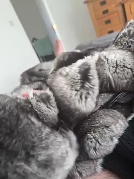 Furdale online show from April 29, 2:43 pm