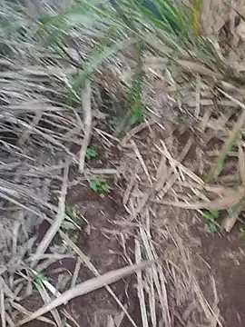 india cobra online show from October 25, 12:34 pm