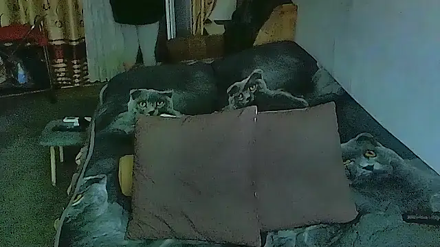 sex2 online show from November 12, 11:36 pm