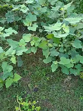 Snapshot of priyabhabhi_99 chatting on September 15, 1:27 am priyabhabhi 99 online show from September 15, 1:27 am