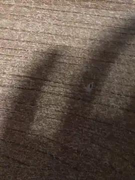 Snapshot of gokhanbey34 chatting on December 21, 12:40 am gokhanbey34 online show from December 21, 12:40 am