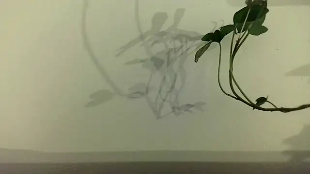 Snapshot of fdd13 chatting on February 18, 6:37 pm fdd13 online show from February 18, 6:37 pm