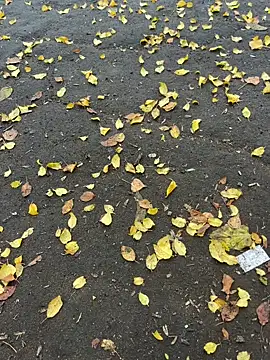 mihaixxx1 online show from November 9, 11:08 am