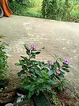 COUPLLE VILLAGE online show from September 19, 2:35 am