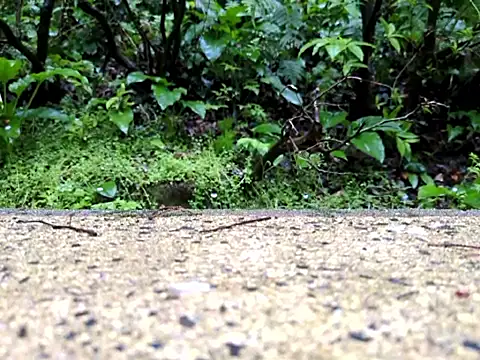 dk5888 online show from April 9, 9:53 pm