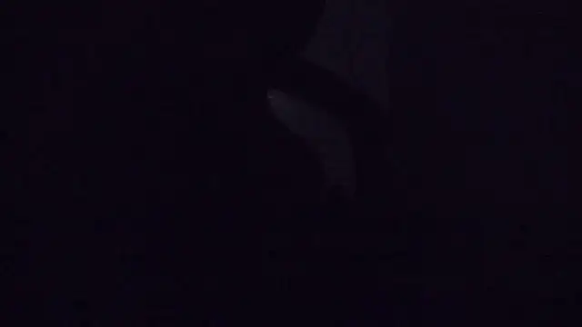 SouTarado69 online show from March 21, 11:45 pm